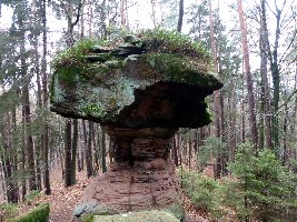  Hexenpilz 