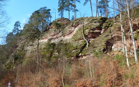  Brütende Henne 