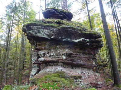  Petersbächler Pfifferling 